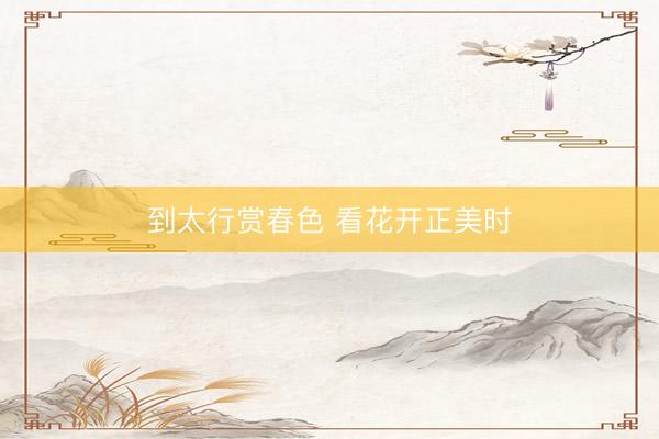 到太行赏春色 看花开正美时