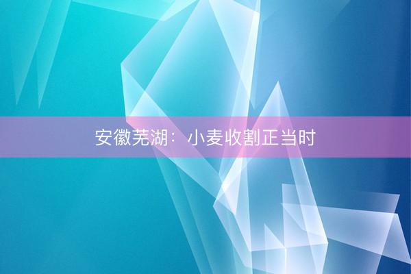 安徽芜湖：小麦收割正当时